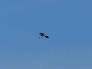 Osprey