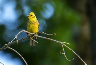 yellowhammer