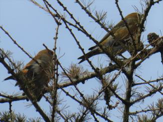 Crossbill