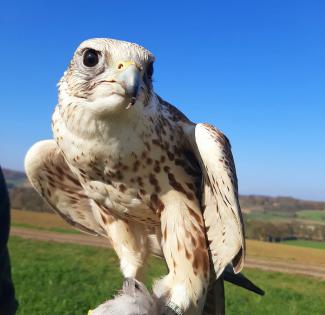 Saker Falcon