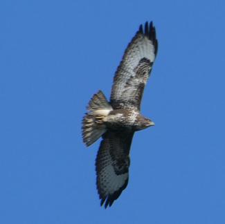 Buzzard