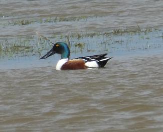 Male Shoveler