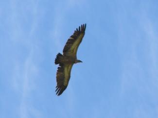 Vulture, Griffon