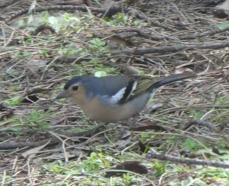Chaffinch, Gran Canaria