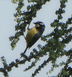 Blue Tit, African, Gran Canaria