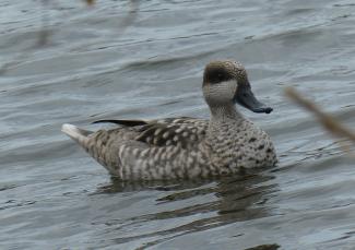 Marbled Duck