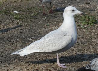 Gull, Iceland