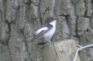 Flycatcher, Pied