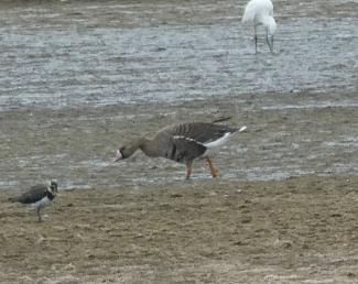 Goose, White Fronted