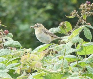 Warbler, Sedge