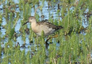 Ruff, non breeding