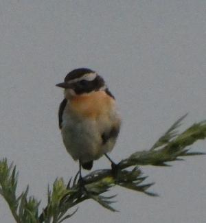 Whinchat