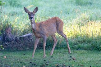 Roe Deer