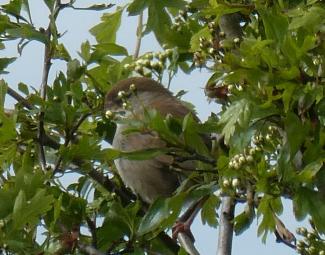 Warbler, Cetti's