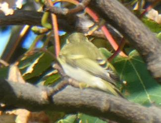 Warbler, Yellow browed