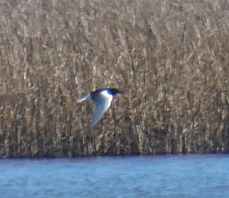 Tern, White wingwed black