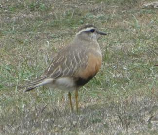 Dotterel, Male