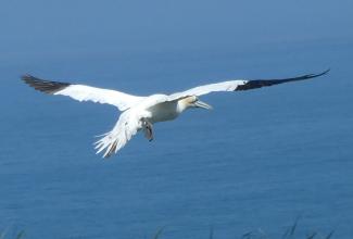 Gannet