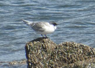 Tern, Roseate - juvenile
