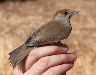 Blackcap - female