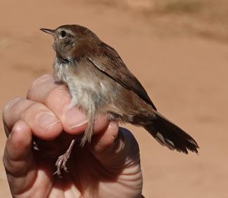 warbler, Cetti's