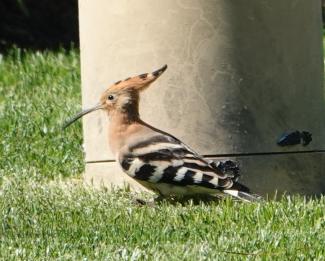 Hoopoe