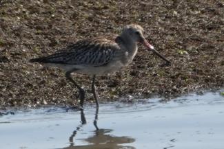 Godwit, Bar tailed