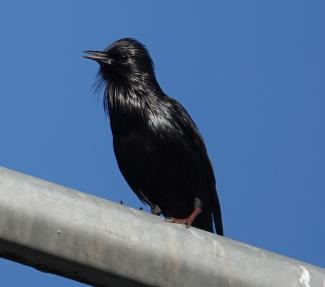 Starling, Spotless