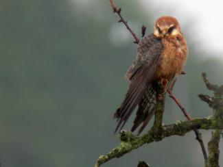 Red footed falcon
