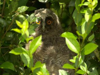 Young long eared owl