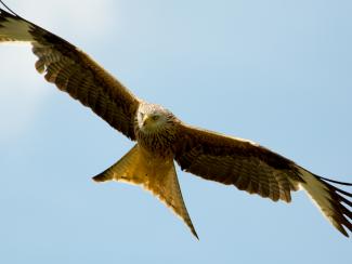 Red kite hunting