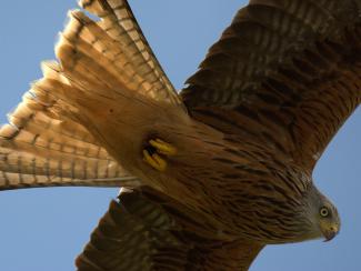 Red kite in flight