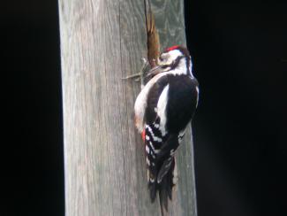 Middle spotted woodpecker feeding on a telegraph pole