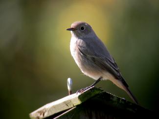 Female black redstart