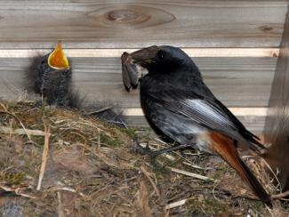 Black redstart feeding 