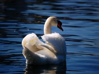 Mute swan 