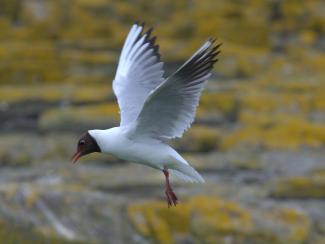 Black headed gull in flight