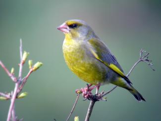 Greenfinch sitting