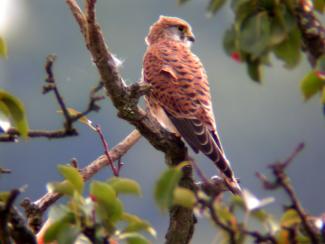 Kestrel