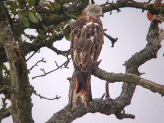 Red kite