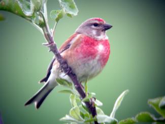 Male Linnet