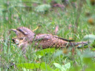 wryneck