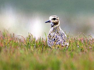 Golden plover
