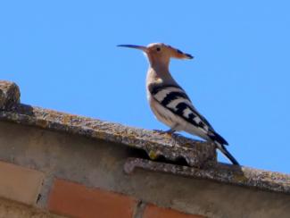 Hoopoe