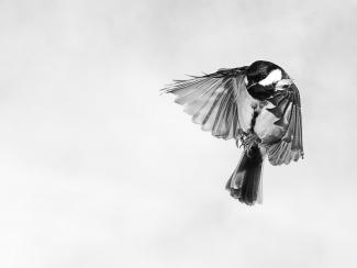 Great Tit