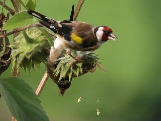 Goldfinch