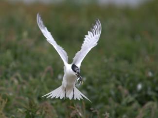 Sandwich Tern