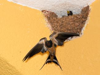 Swallow