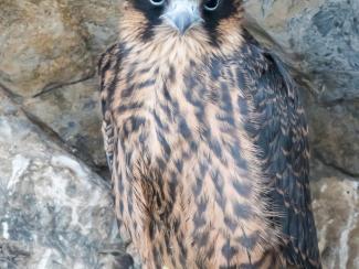 Eleanor's Falcon in its nest on Kalymnos
