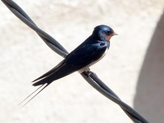 Swallow